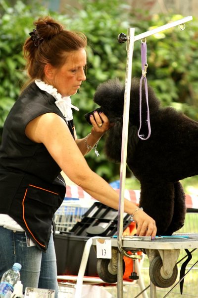 2012-07-01 B & B - Bedlington & Bichon Fun Day (55)_1000x1500.jpg